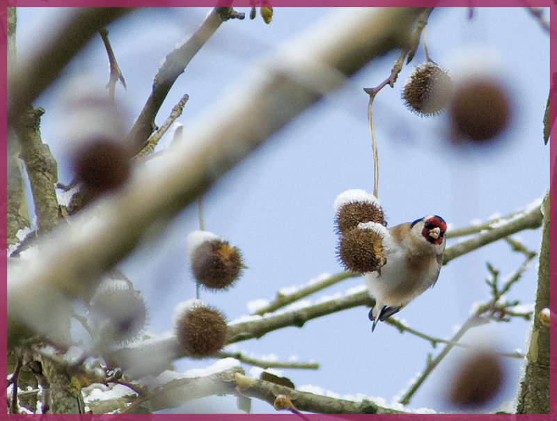 The Bullfinch