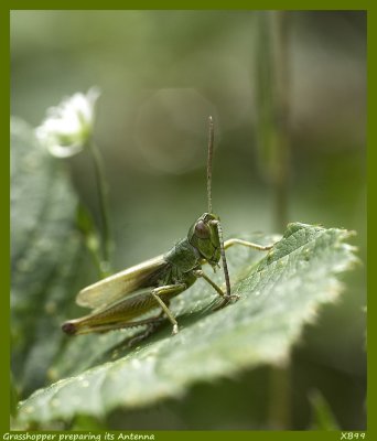 Grasshopper preparing its antennas