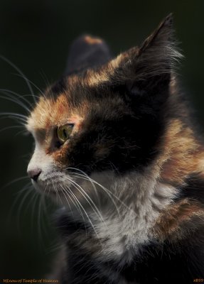 MINOU in Temple of Heaven