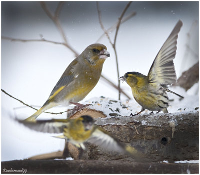 Family  Greenfinch