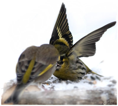 Little Siskin Protecting his Food Territory