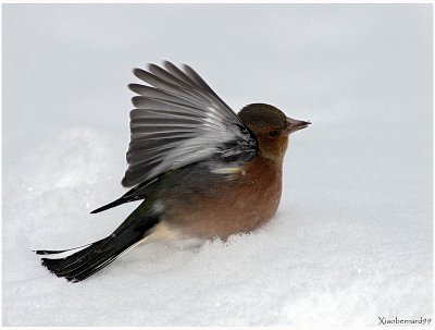 Little Chaffinch taking off