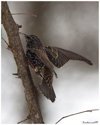 The Starling in the Wind of Snow