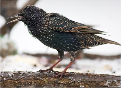 Starling speaking  Birdy