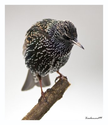 TheStatue of the Starling