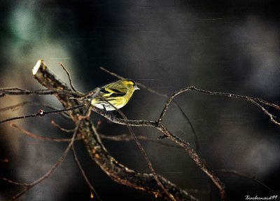 The Yellow Siskin in the  snow and in the dark