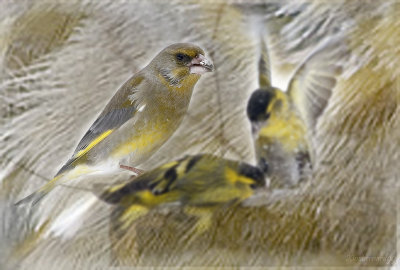 It was The Family GREENFINCH