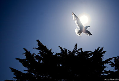Le CROISIC.Gull in the Sun