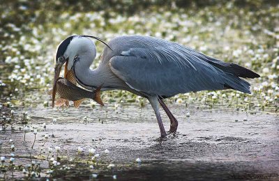 at 7:24 the happiness of the heron