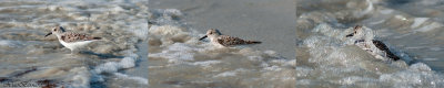 MOUSTERLIN.Young Sanderling searching and slooping down