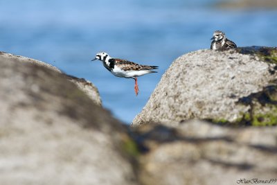 MOUSTERLIN.The Jump of a Turnstone