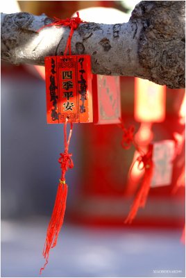 WJSHES hanged on a TREE in the TEMPLE of WHITE PAGODA.jpg