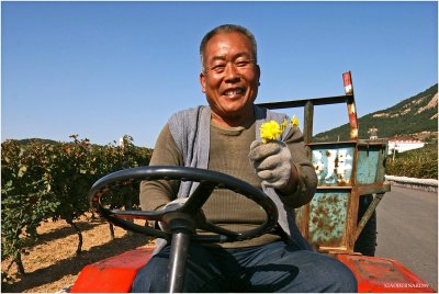 WINE WORKER with the  Yellow HEART