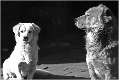 DOGS in WAITING