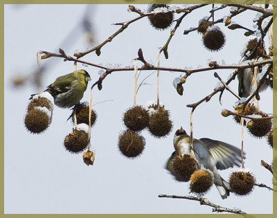 The Greenfinch and the Bullfinch