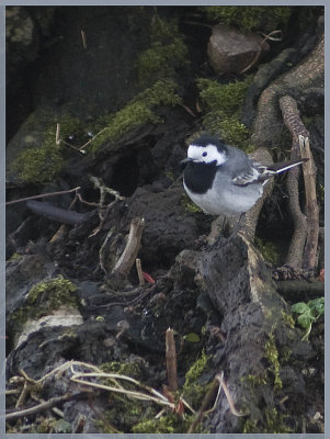 False White Wagtail