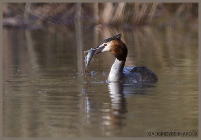 FISHING by GREBE HUPPE