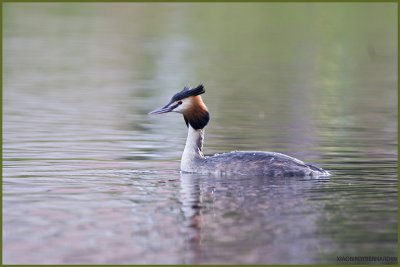 LOVELY GREBE HUPPE