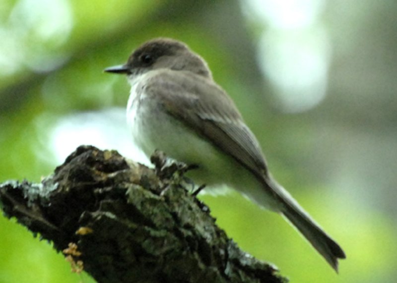 Eastern Phoebe, Wompatuck State Park, Hingham, MA.