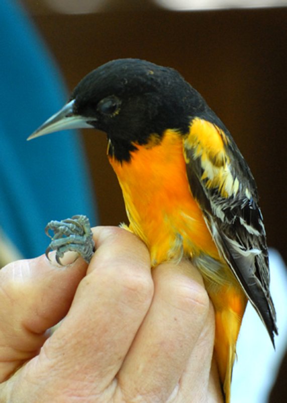 Baltimore Oriole at banding station operated by Mass Audubons Joppa Flats Education Center in cooperation with Parker River NWR