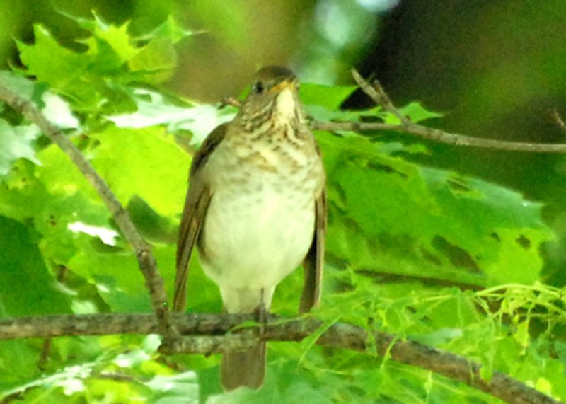 Gray-cheeked Thrush, Mt. Auburn Cemetery, Cambridge, MA.