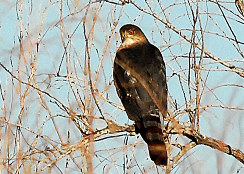 HawkCoopers-PE2010510.jpg