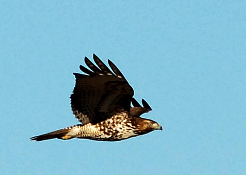 HawkRed-tailed-PE2010510.jpg