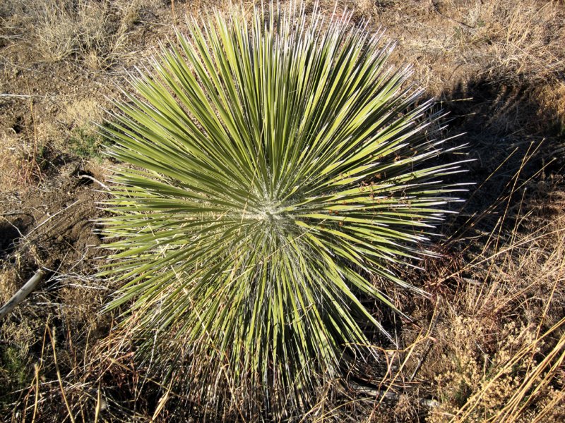 Yucca-PE2010610.jpg