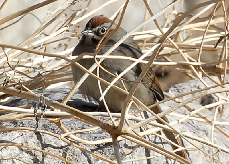 SparrowRufous-cr-PE20106101.jpg