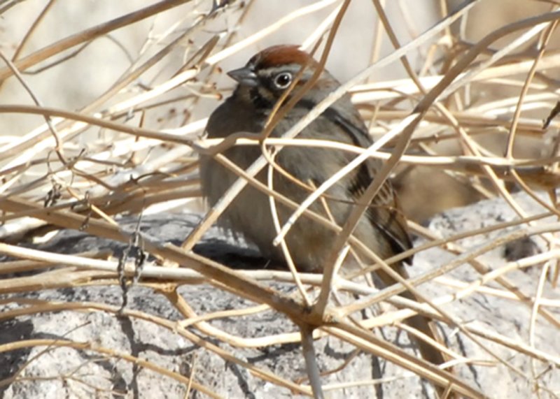 SparrowRufous-cr-PE20106102.jpg