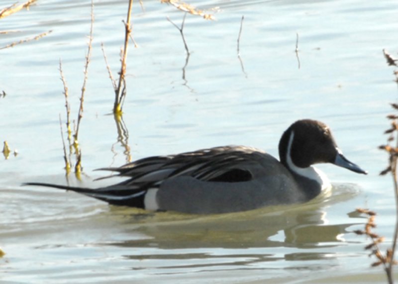 PintailN-PE2010810.jpg