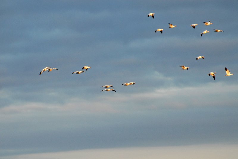 GooseSnow-PE20108101.jpg