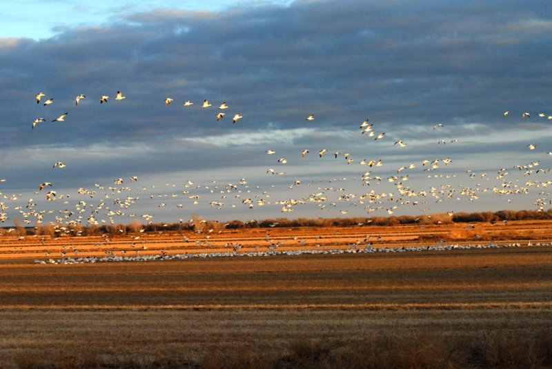 GooseSnow-PE20108103.jpg