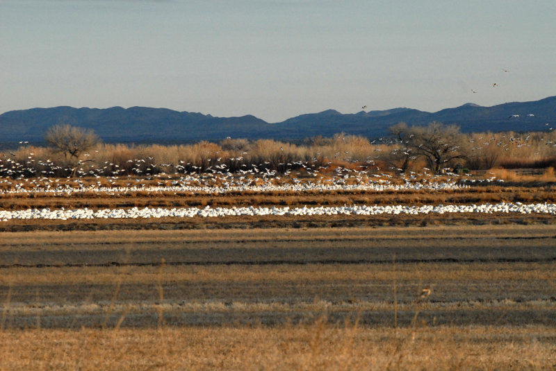 GooseSnow-PE20108106.jpg