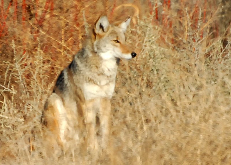 Coyote-PE20108101.jpg