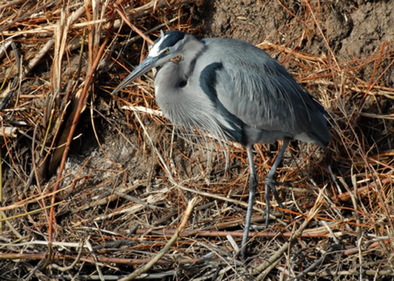 HeronGtBlue-PE20108105.jpg