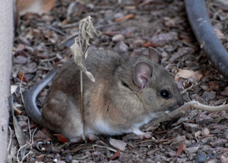PackRat-PE2010810.jpg