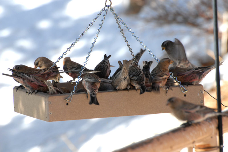 Rosy-Finches-PE2010910.jpg