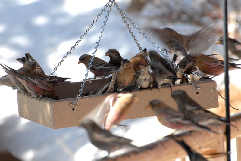 Rosy-Finches-PE20109102.jpg