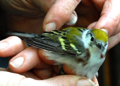 Chestnut-sided Warbler, Joppa Flats Bird Banding Station, Parker River NWR.