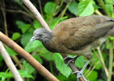 ChachalacaGray-h-web071509.jpg