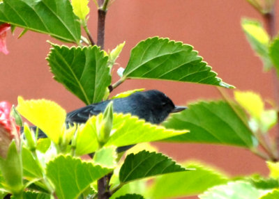 FlowerpiercerSlaty-web0713091.jpg
