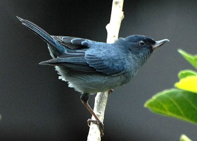 FlowerpiercerSlaty-web0713092.jpg