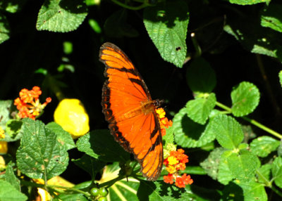 Butterfly-web071209.jpg