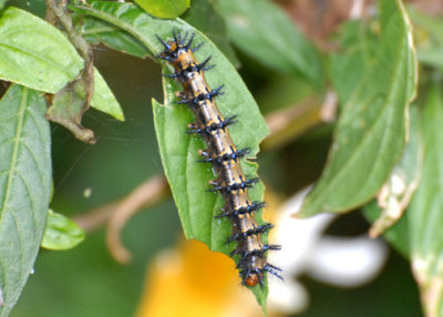 Caterpillar-web071109.jpg