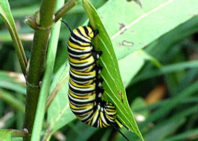 MonarchLarva-web071109.jpg
