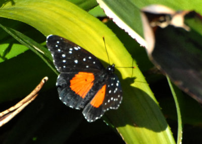 Butterfly-web0712092.jpg