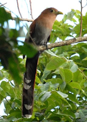CuckooSquirrel-web071109.jpg