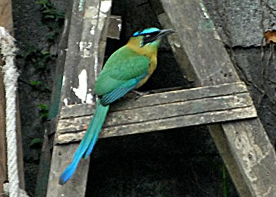 MotmotTurq-br-web071109.jpg