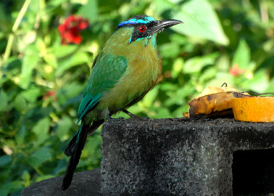 MotmotTurq-br-web071209.jpg